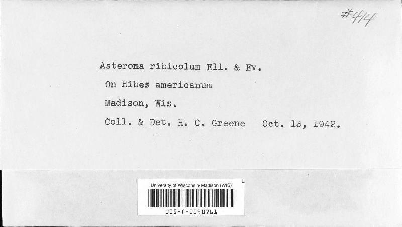 Asteroma ribicola image