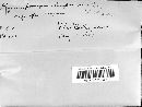 Gymnosporangium clavipes image