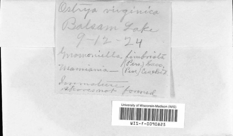 Gnomonia fimbriata image