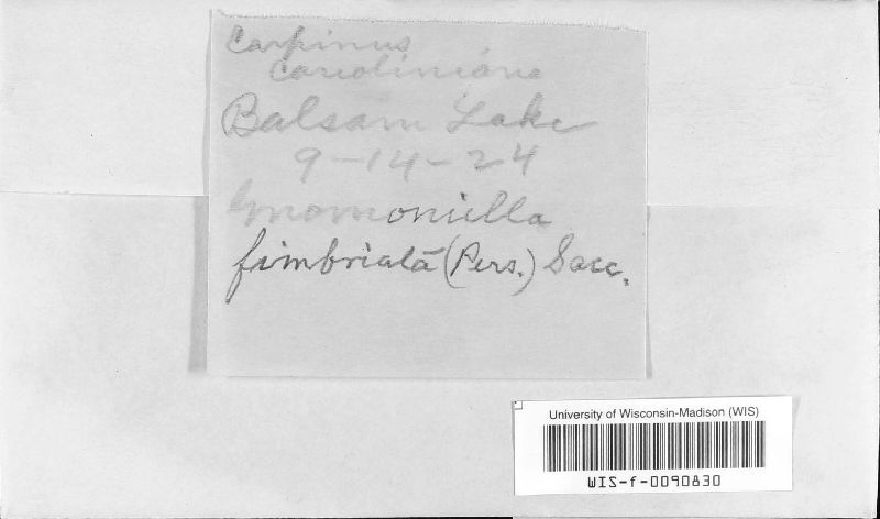 Gnomonia fimbriata image