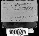 Arcyria denudata image