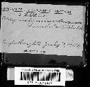 Arcyria denudata image