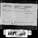 Arcyria denudata image