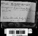 Arcyria denudata image