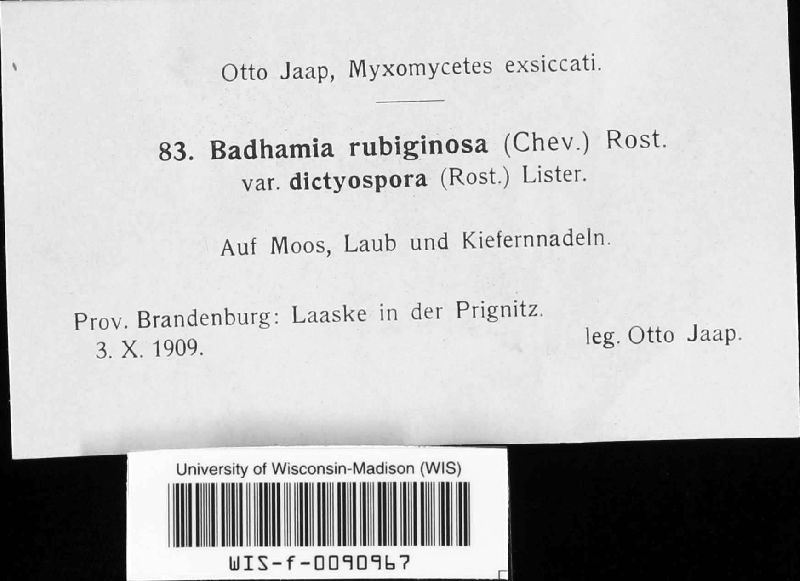 Badhamia rubiginosa image