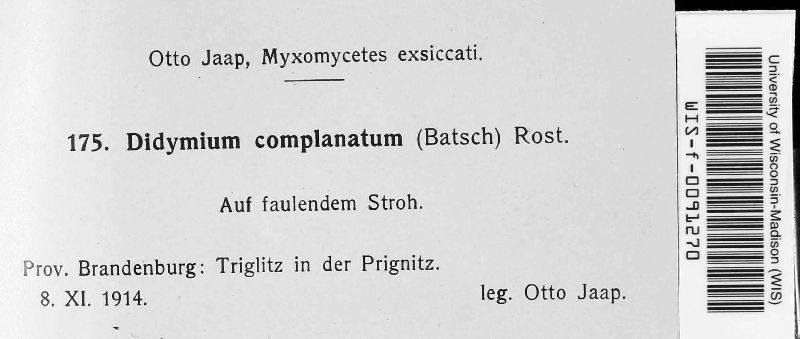 Didymium complanatum image