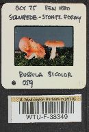 Russula bicolor image