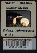 Russula xerampelina image