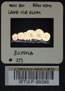 Russula salishensis image