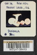 Russula rhodocephala image