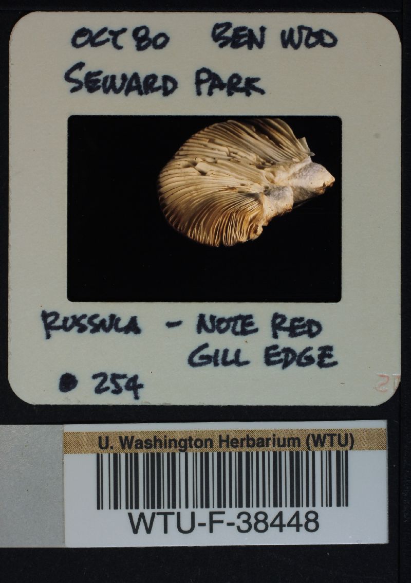 Russula mordax image