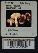 Russula phoenicea image