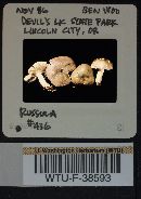 Russula queletii image