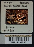 Russula hypofragilis image