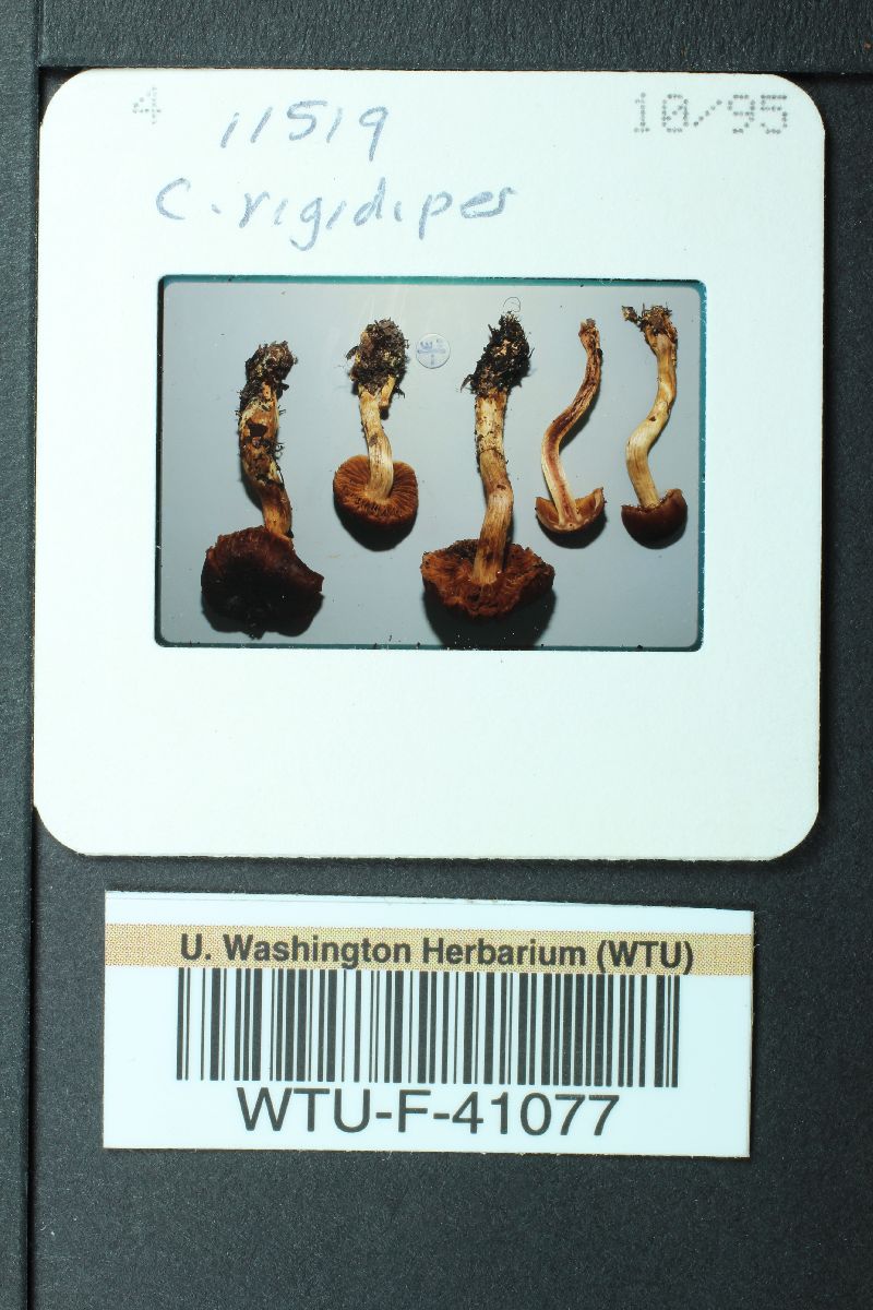 Cortinarius rigidipes image