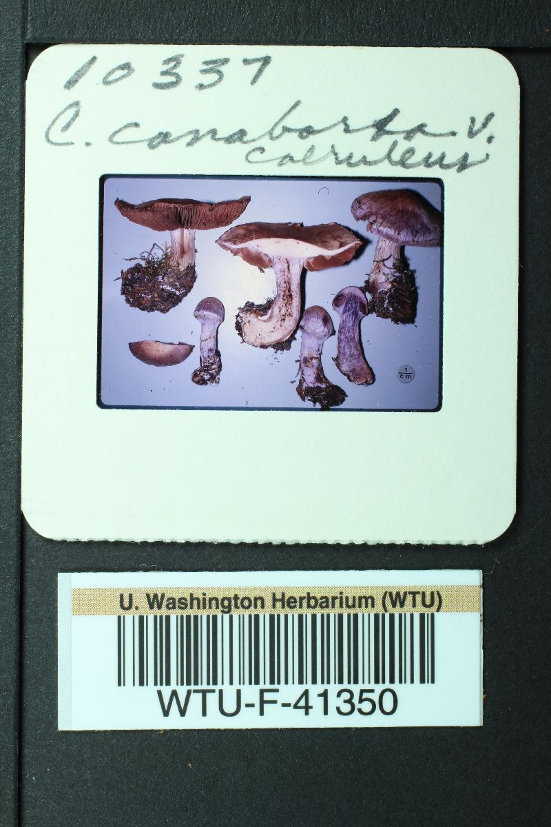 Cortinarius rusticus image