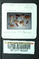 Cortinarius vanduzerensis image